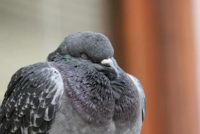 Comment les pigeons dorment-ils ?