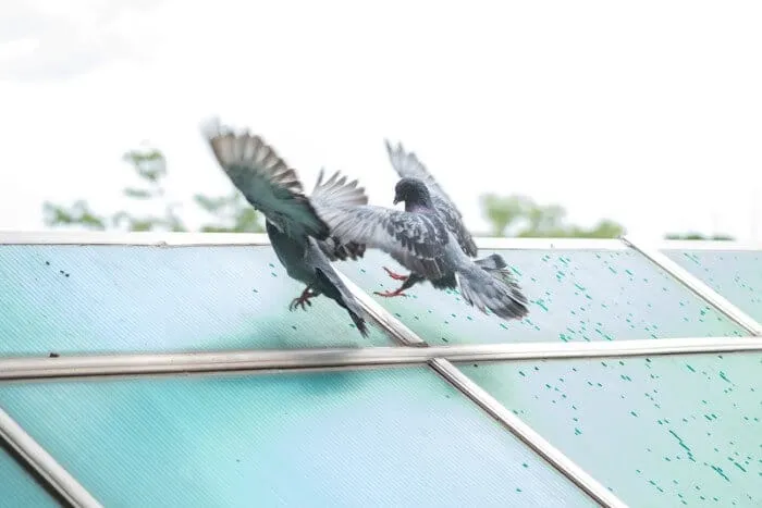 Deux pigeons qui se battent