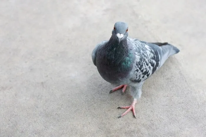 Quel son fait un pigeon ?