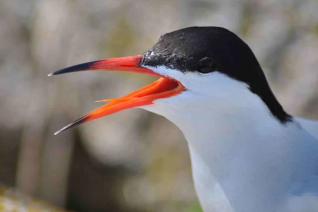 Black-Naped Tern