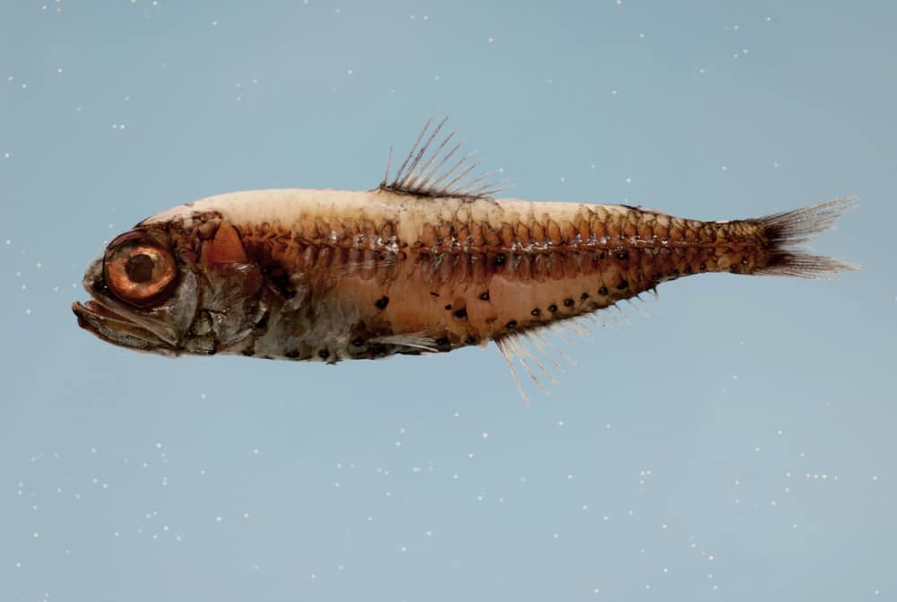 Bluntsnout lanternfish ( Myctophum obtusirostre ). Gulf of Mexico