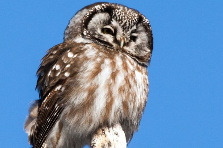 25 Oiseaux qui volent la nuit ( avec photos) — free download
