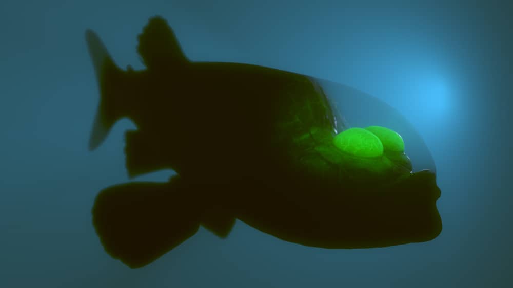 Deep Sea Barreleye Fish 3D Rendered