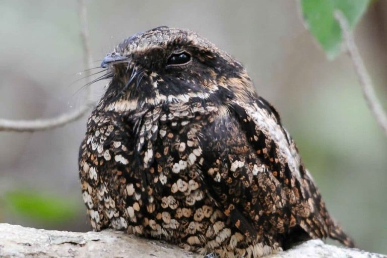 25 Oiseaux qui volent la nuit ( avec photos) — free download