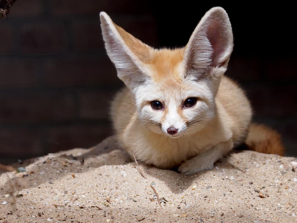 Fennec fox on sand