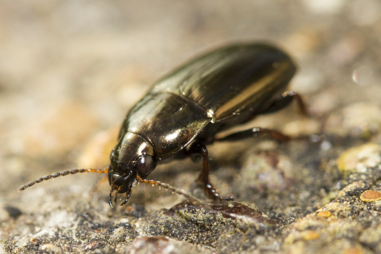 19 insectes à six pattes (avec photos)