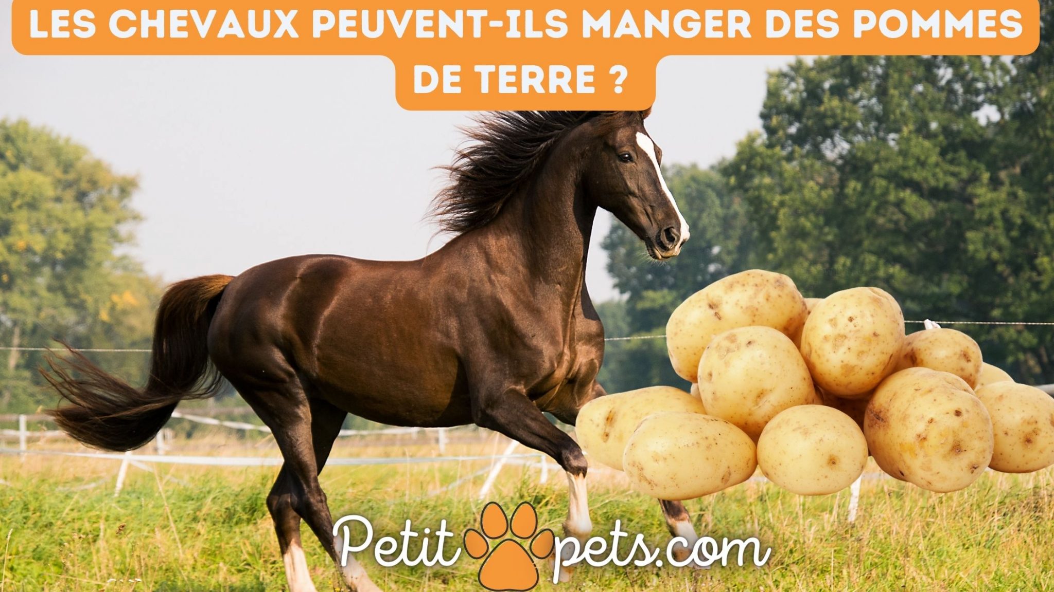 les chevaux peuventils manger des pommes de terre ?