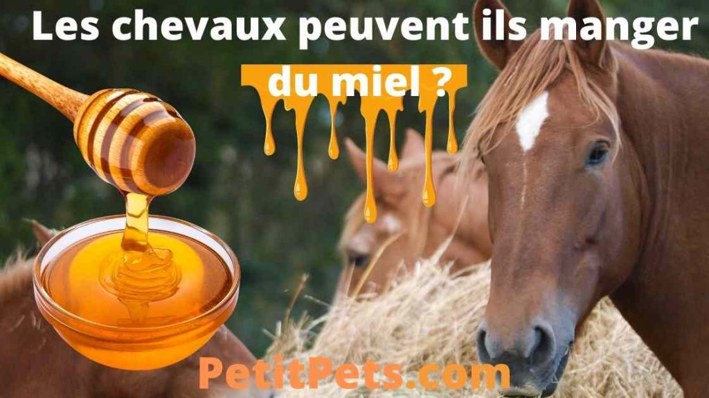 Les chevaux peuvent ils manger du miel ? (la réponse)