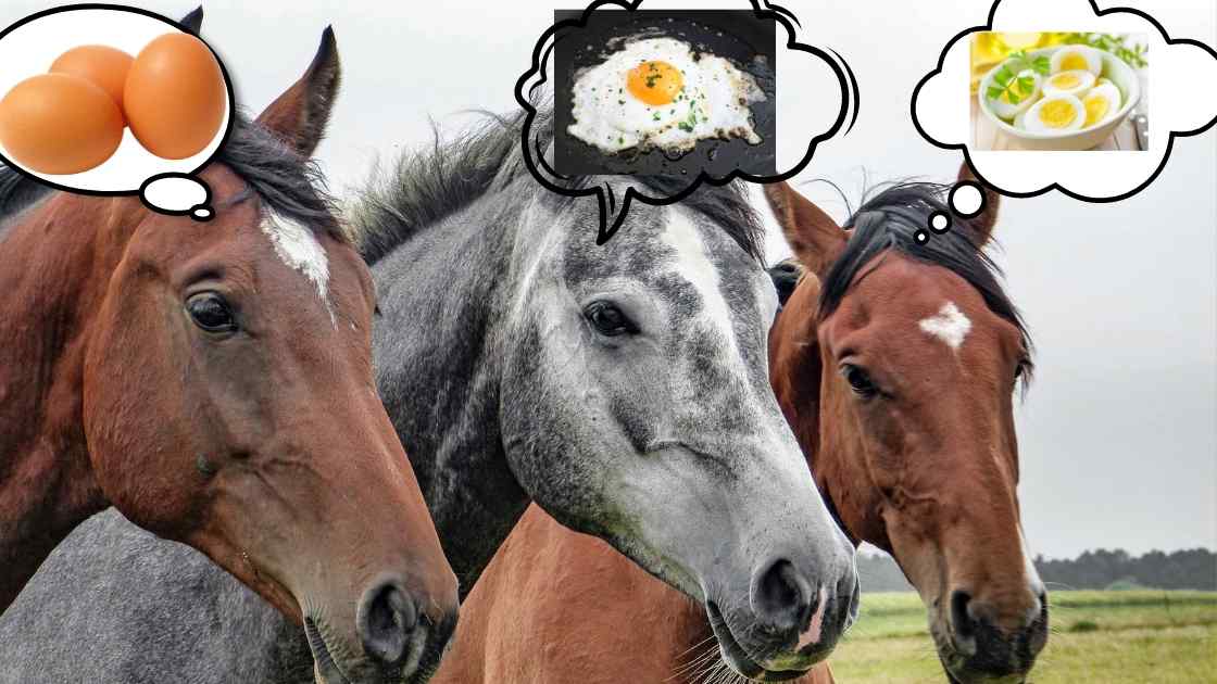Les chevaux peuvent-ils manger des oeufs