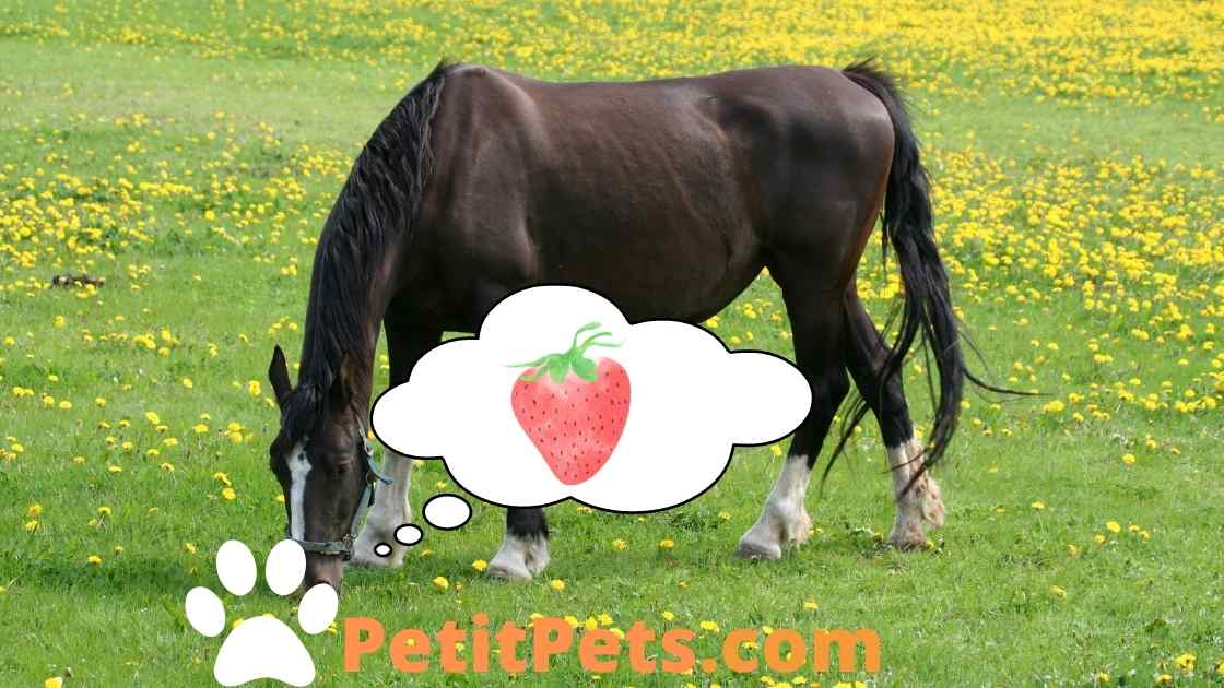 Les chevaux peuvent-ils manger des fraises