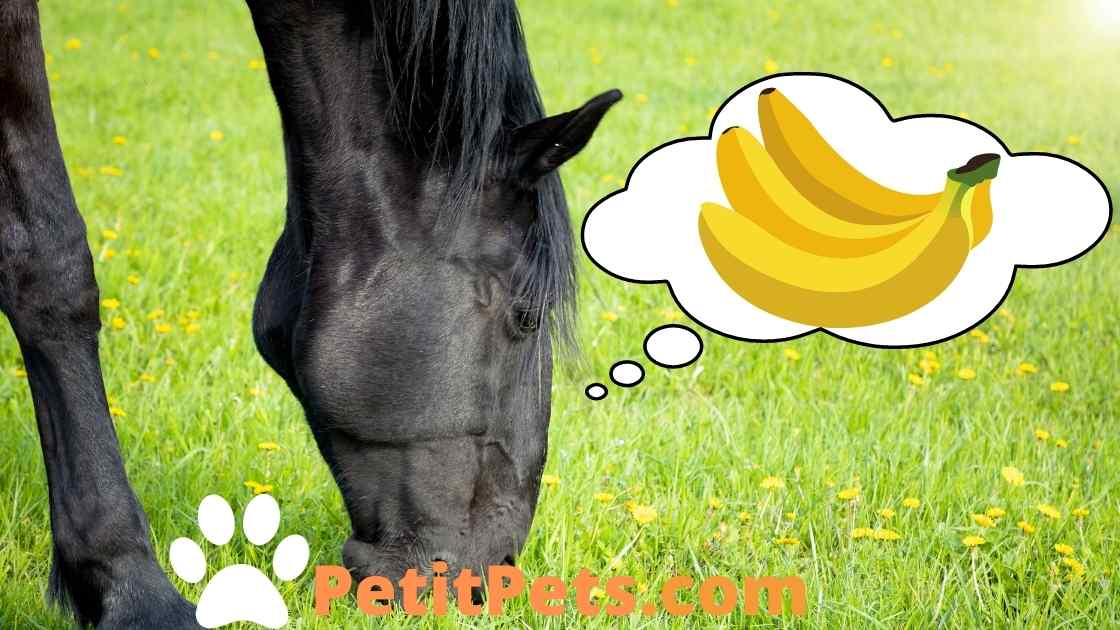 cheval mange bananes.