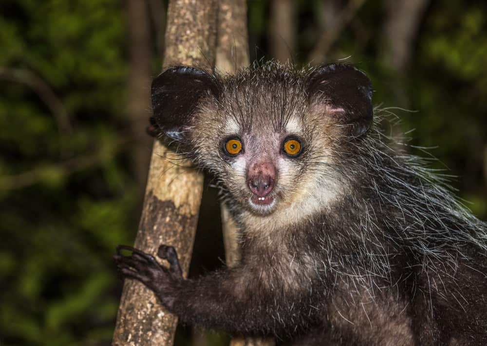 Nocturnal lemur of Madagascar