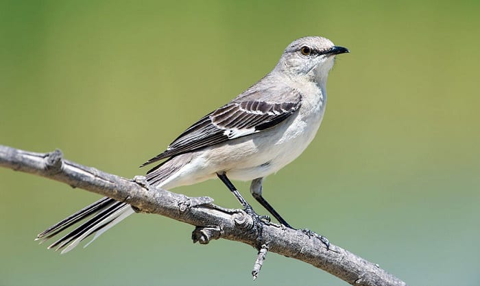 Northern-Mockingbird