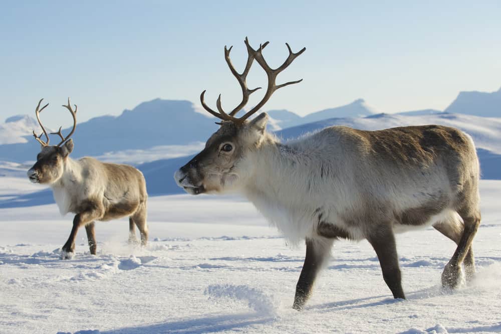 Reindeers in natural environment