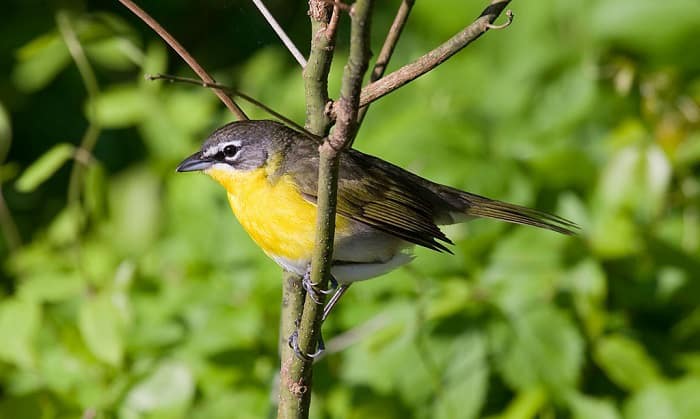 Yellow-breasted-Chat