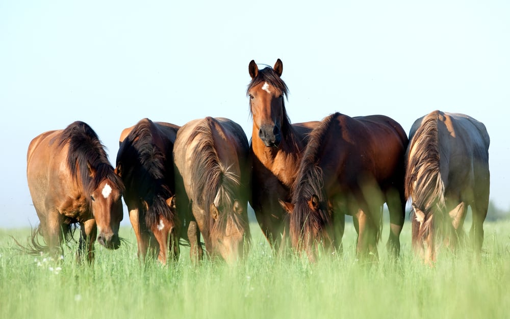 Young horses eating grass in field