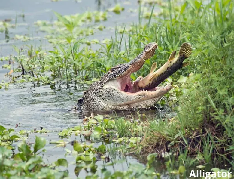 alligator mangeant du poisson