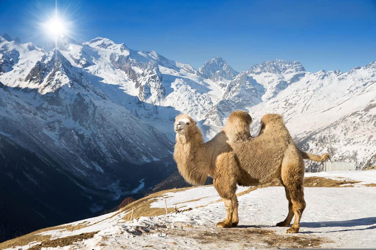 fond de montagnes de neige de chameau