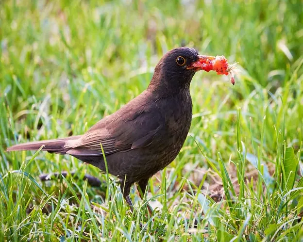 Oiseau mangeant une fraise