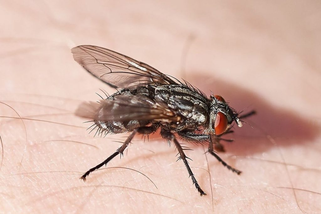 Common flies