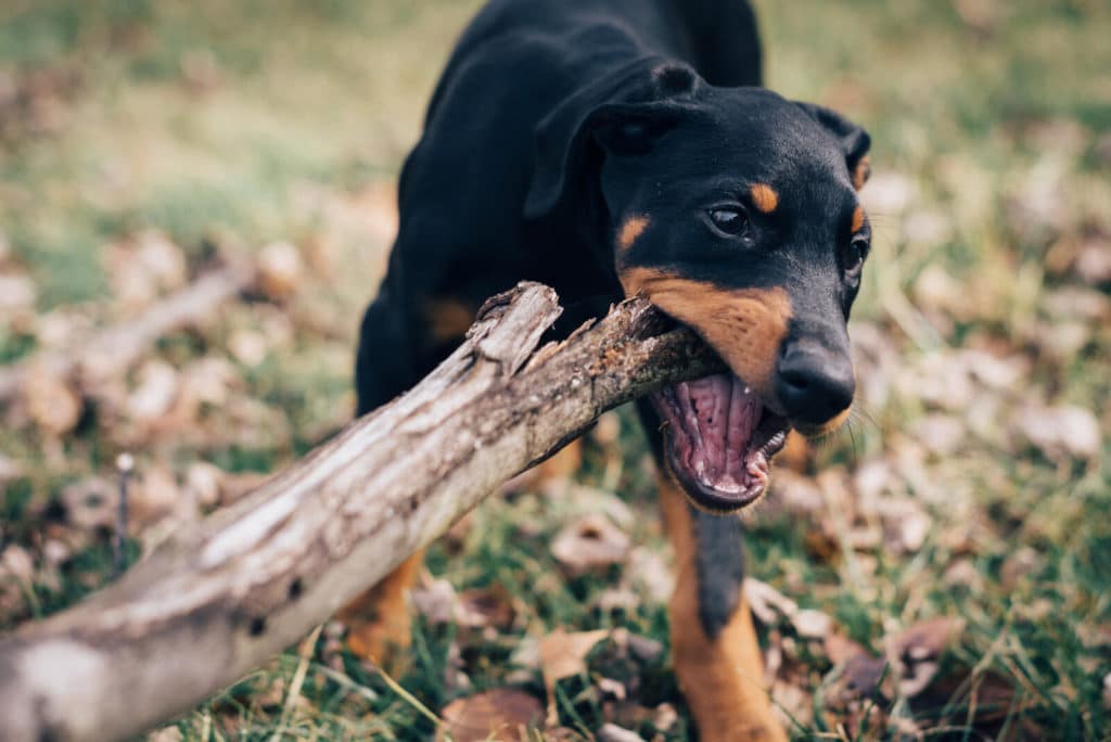 chien mangeant du bois