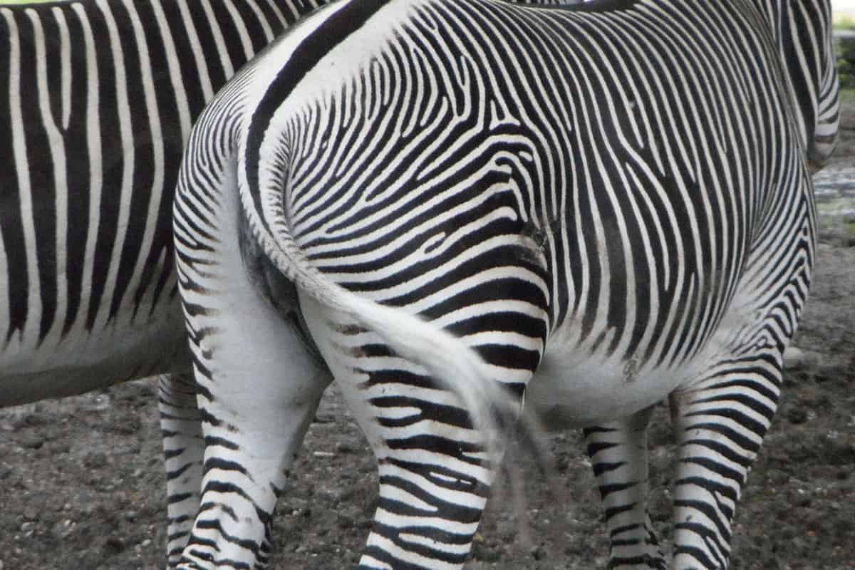 from the rear zebra tail