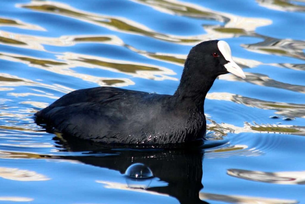 giant coot