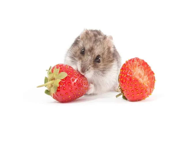 hamster mangeant une fraise