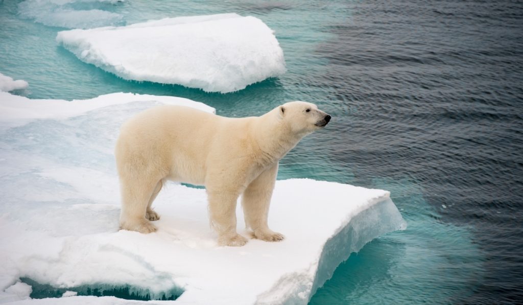 ours-polaire-marchant-sur-la-glace-de-mer