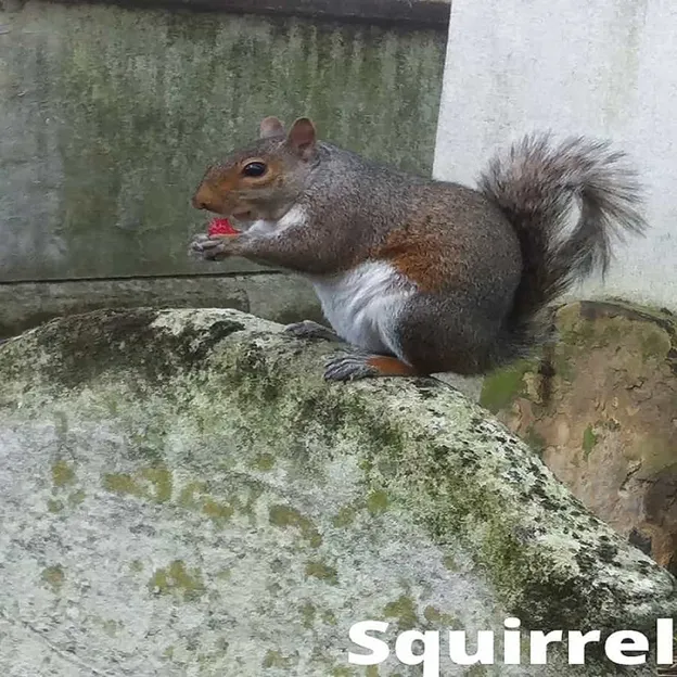 Écureuil mangeant une fraise