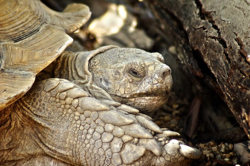 top 10 des animaux vivants le plus longtemps; Tortue des Galapagos | Animauxautourdumonde