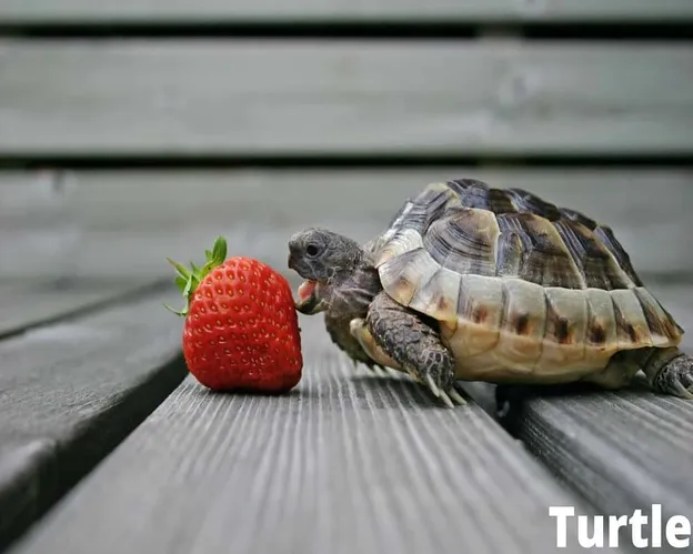 tortue mangeant des fraises