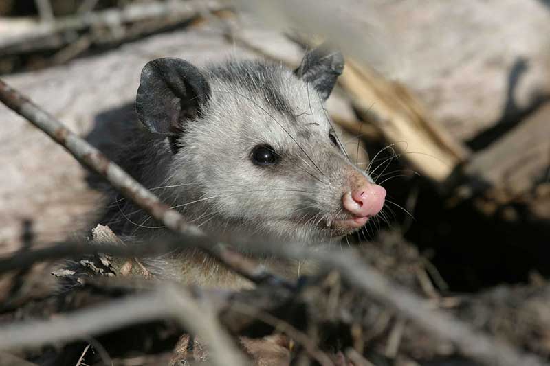 Opossum de Virginie