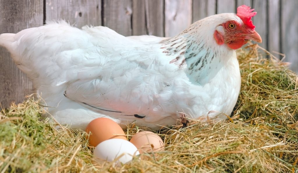 poulet blanc assis sur un nid de foin avec des oeufs