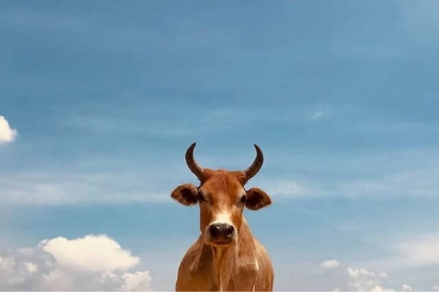 brown cow under blue sky