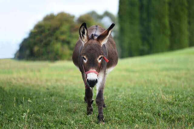 donkey standing on the grass