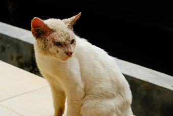 cat with skin condition