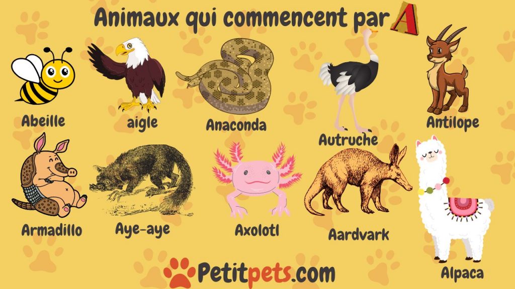 Animal Qui Commence Par La Lettre B Un Bestiaire Alphab tique 