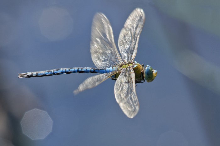 Emperor dragonfly in flight (Anax imperator)