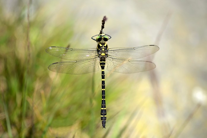 Golden-ringed dragonfly (Cordulegaster boltonii) at rest
