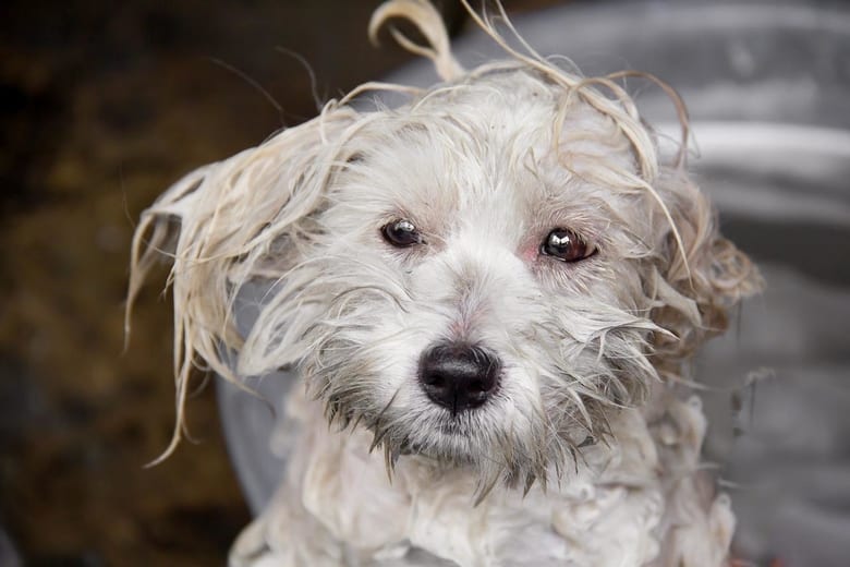 A dog after a bath