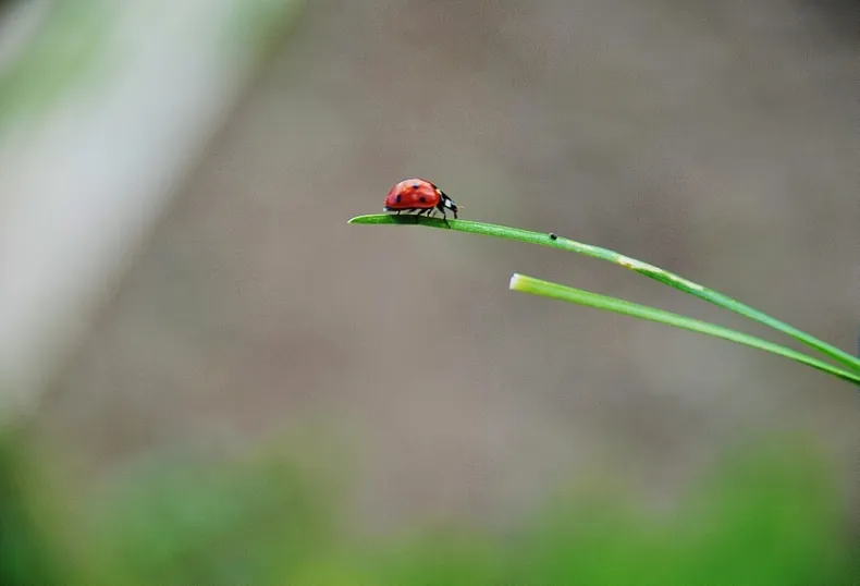 asian lady beetle danger to native ladybug