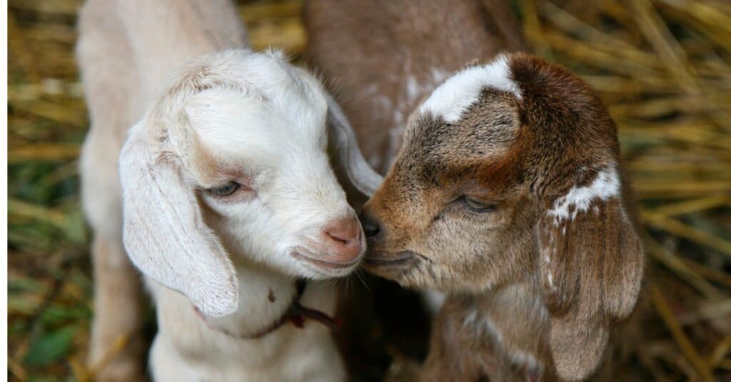 baby-goats-playing