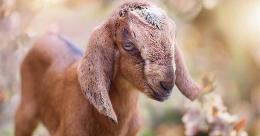 baby-goat-portrait