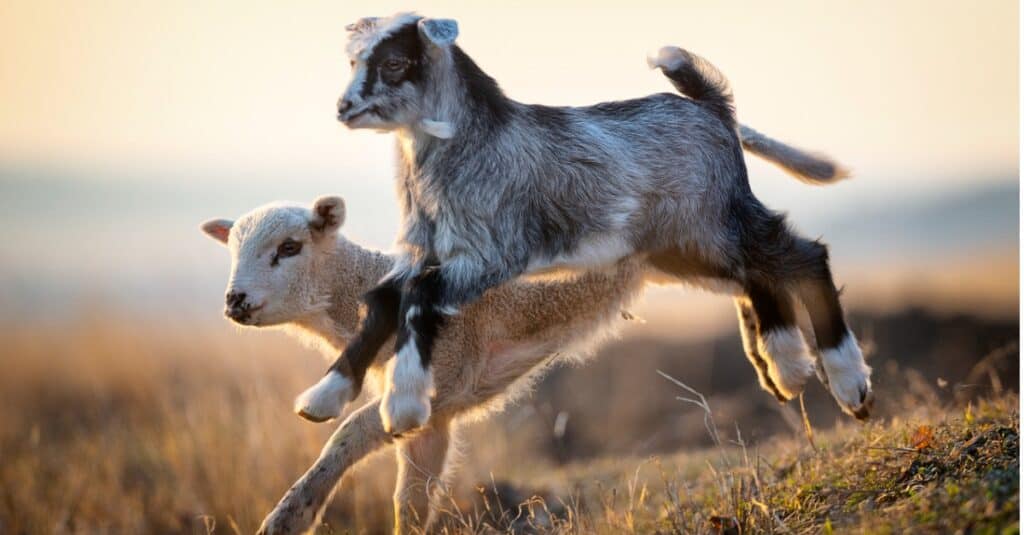 baby-goat-jumping