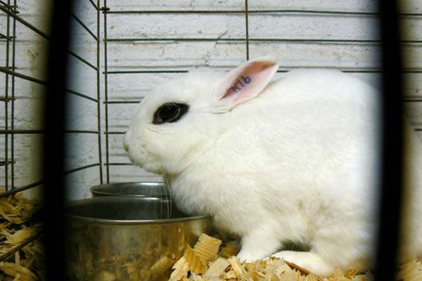 Dwarf hotot inside the cage