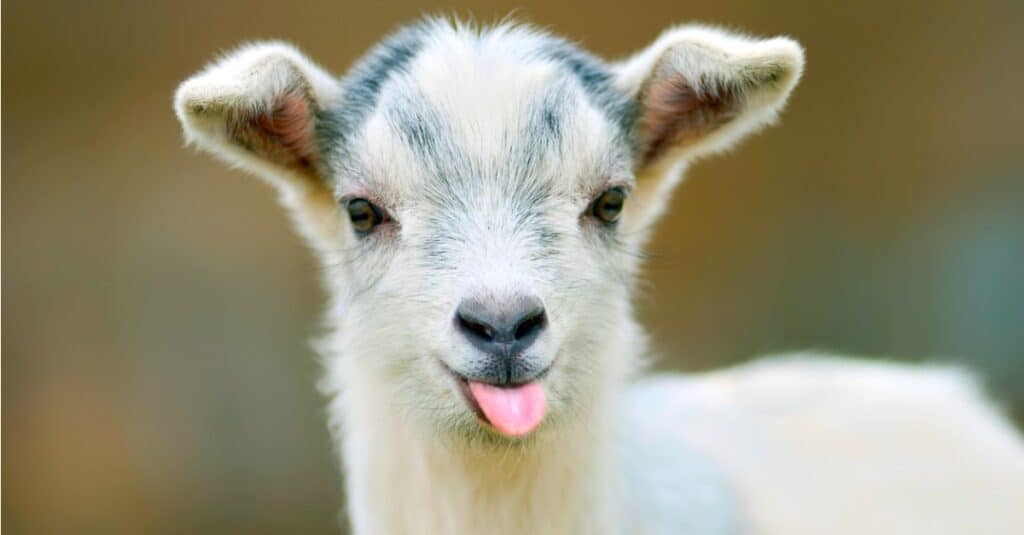 baby-goat-closeup