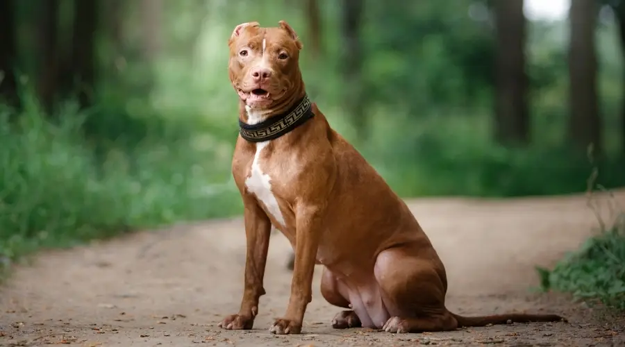 Brown Pitbull Sitting In Forest