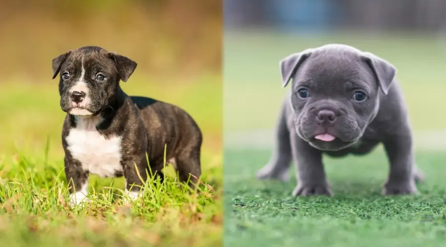 Two Small Gray Puppies