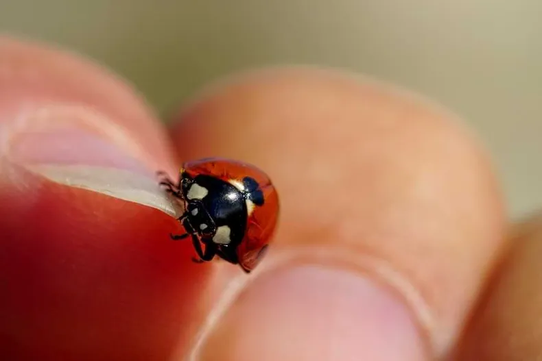 ladybug on finger